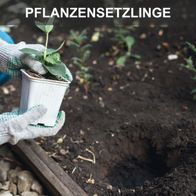Pflanzensetzlinge werden in vorbereitete Erde gesetzt. Der Erdbohrer EB2000 von Scheppach ermöglicht einfaches Bohren von Löchern für Pflanzen. Inklusive 100mm, 150mm und 200mm Bohrer.