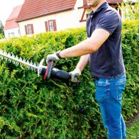 Hecke, Gras, Jeanshose, Garten, Natur