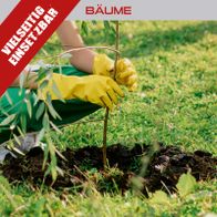 Person beim Pflanzen eines Baumes mit Erdbohrer nach Scheppach-Methode, Fokus auf Pflanztechnik und Wurzelverteilung