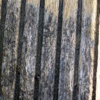 Metal wire brush with fine bristles, photographed from the side. Product for the Scheppach MRS1300 satin finishing machine.