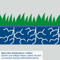 Illustration der Vorteile nach Vertikutieren/Lüften: dichterer und kräftigerer Rasen, tiefere Wurzeln, bessere Nährstoffaufnahme