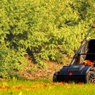 Ein Mann schiebt den Laubsammler und Rasensammler LSP-360 von Scheppach über eine Wiese. Das Gerät sammelt Blätter und Rasenschnitt ein.