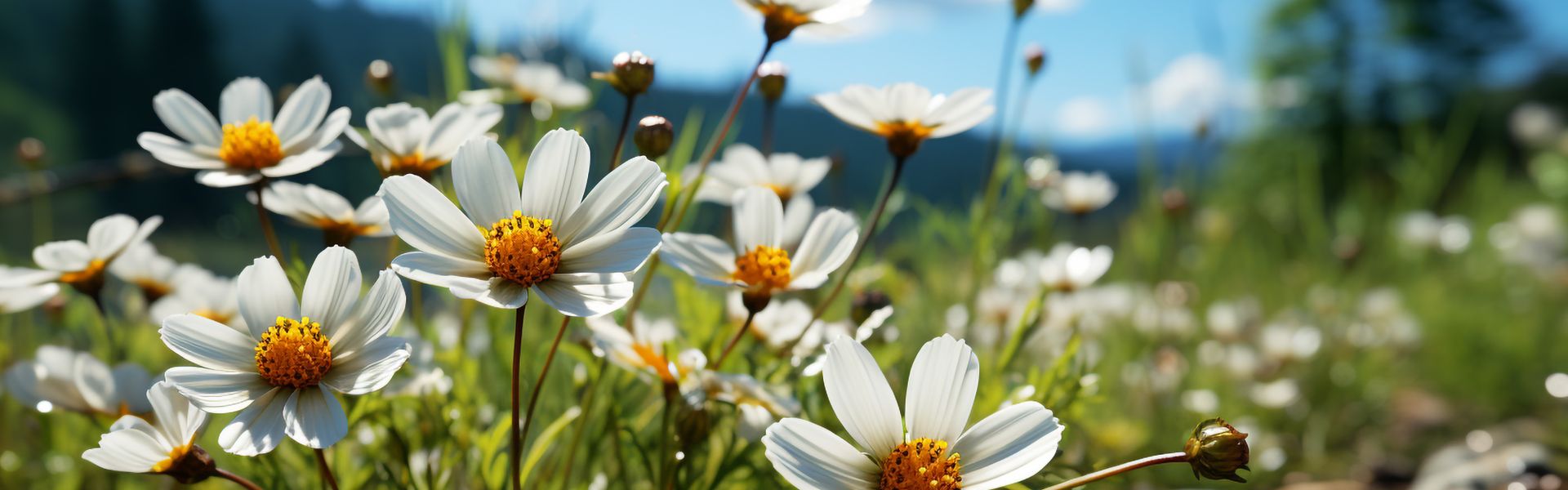 Gänseblümchen, Blume, Blütenblatt, Blütenstaub, Anemone