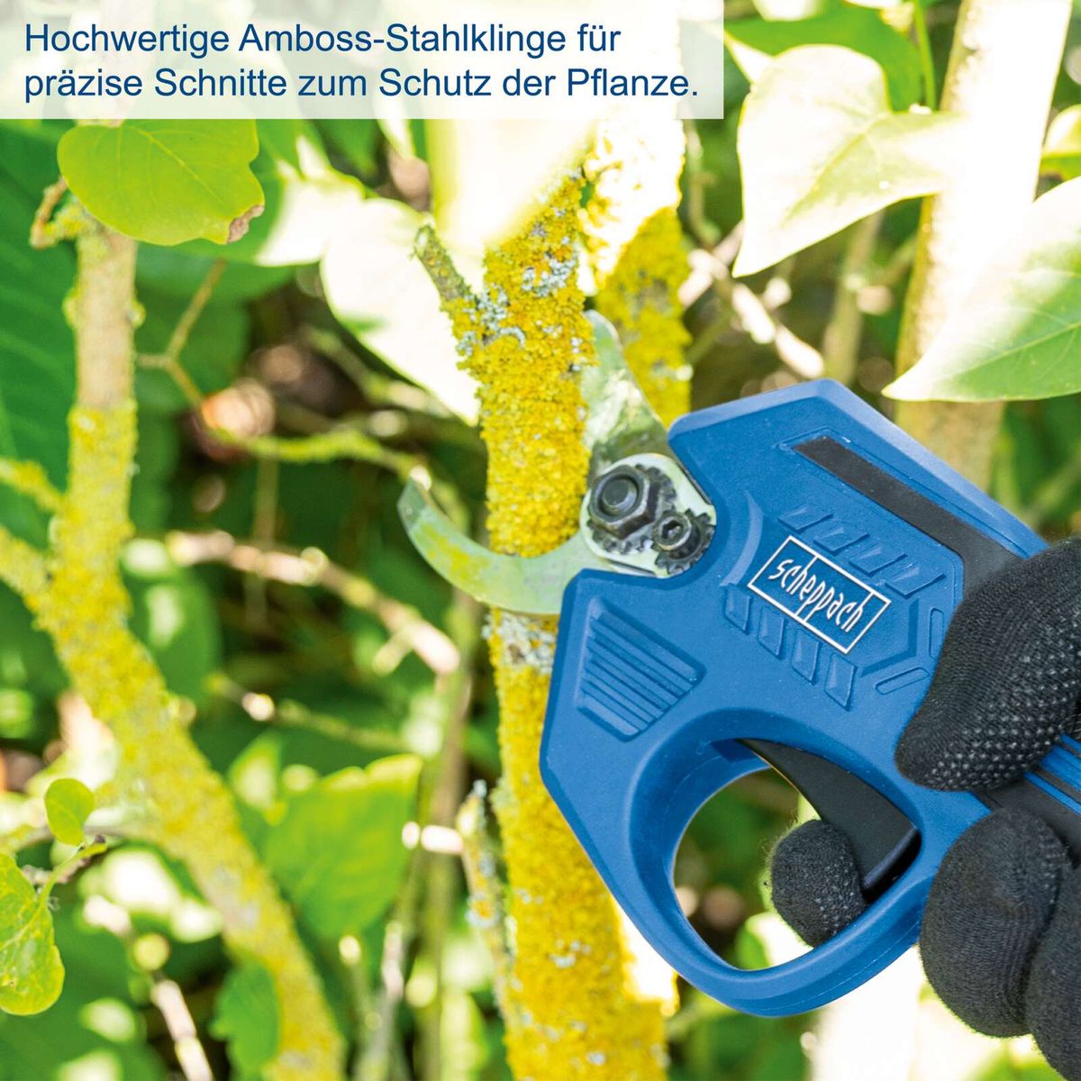 Hochwertige Amboss-Stahlklinge für präzise Schnitte zum Schutz der Pflanze. Scheppach Akku-Astschere mit Handschutz und automatischer Abschaltung. Brushless Motor für effizientes Arbeiten.