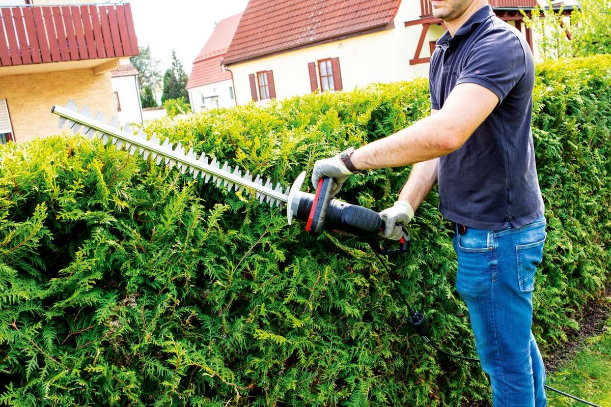 Hecke, Gras, Jeanshose, Garten, Natur