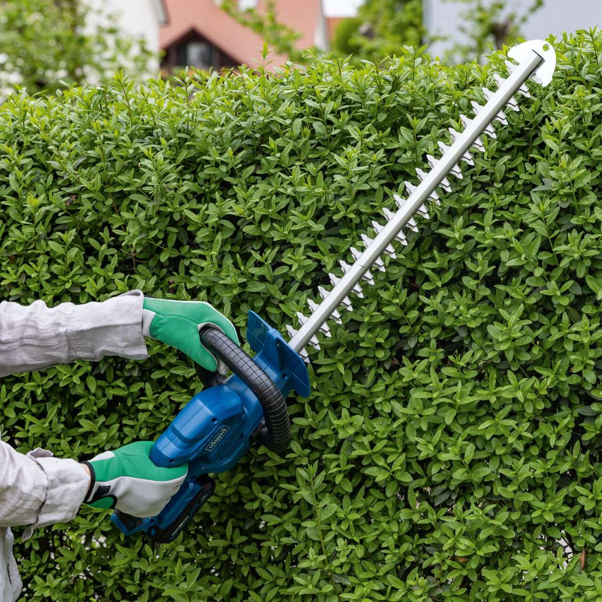 Personen beim Schneiden von Hecken mit Scheppach-Akku-Heckenschere