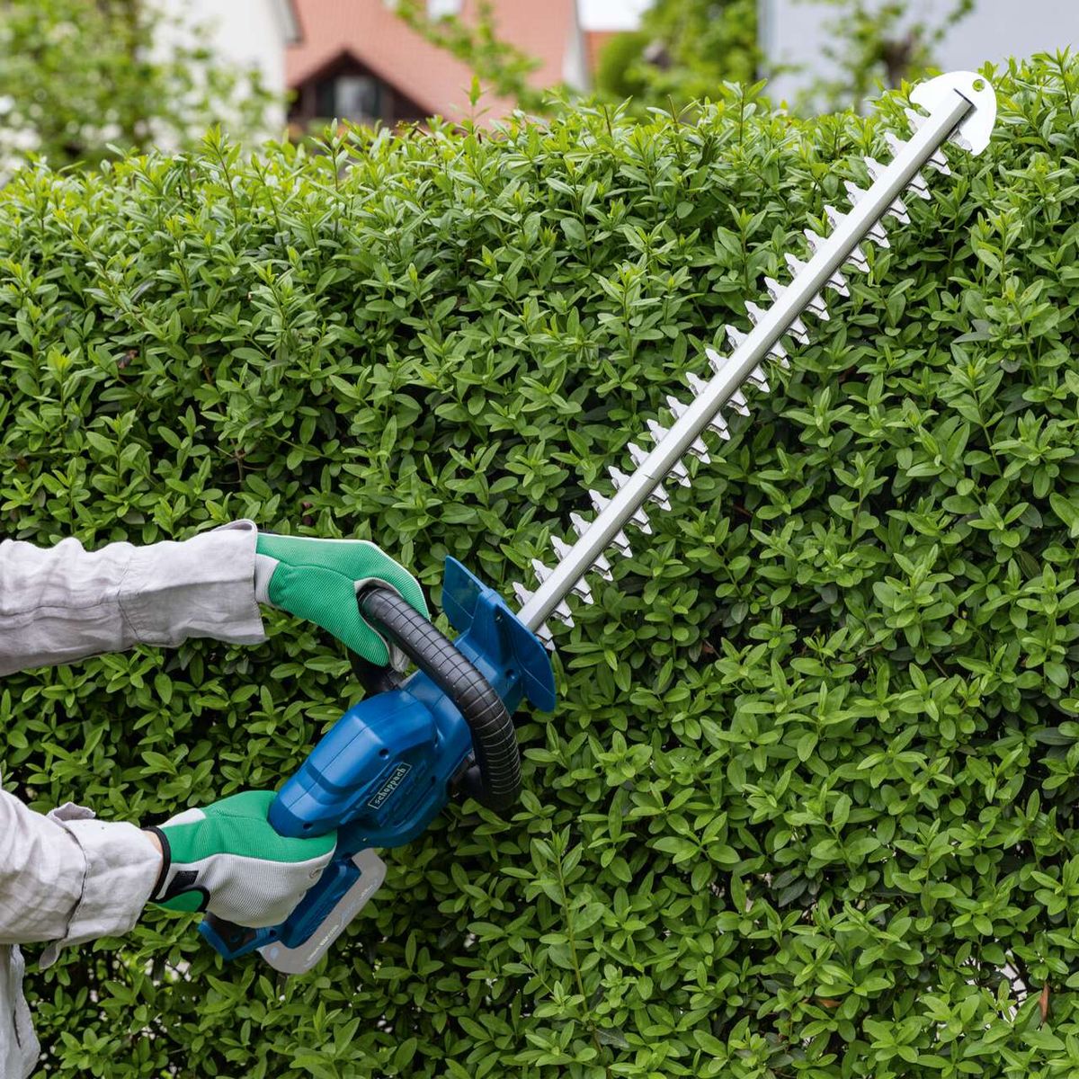 Person using an electric hedge trimmer on a green hedge