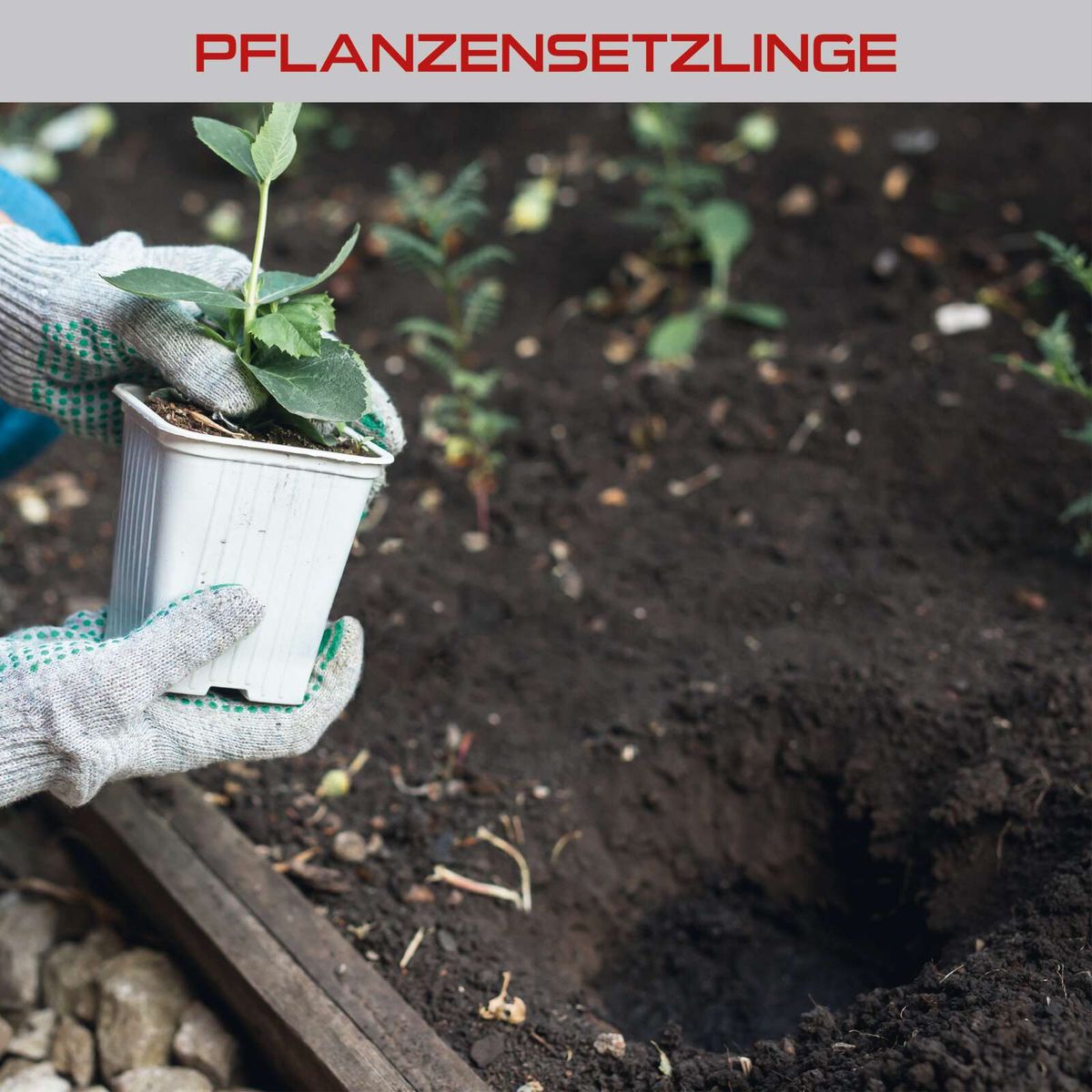Beschreibung von Pflanzensetzlingen in einem Gartenbeet mit Handschuhen und Pflanzkübel für Scheppach-Produkte