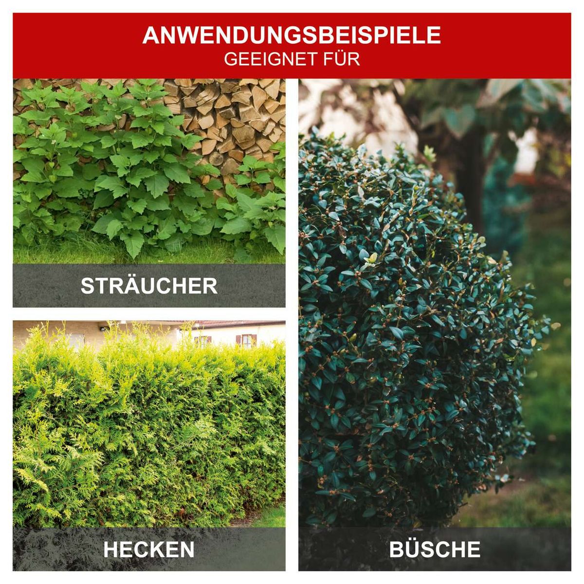 Anwendungsbeispiele für Sträucher, Hecken und Büsche in der Landschaftsgestaltung